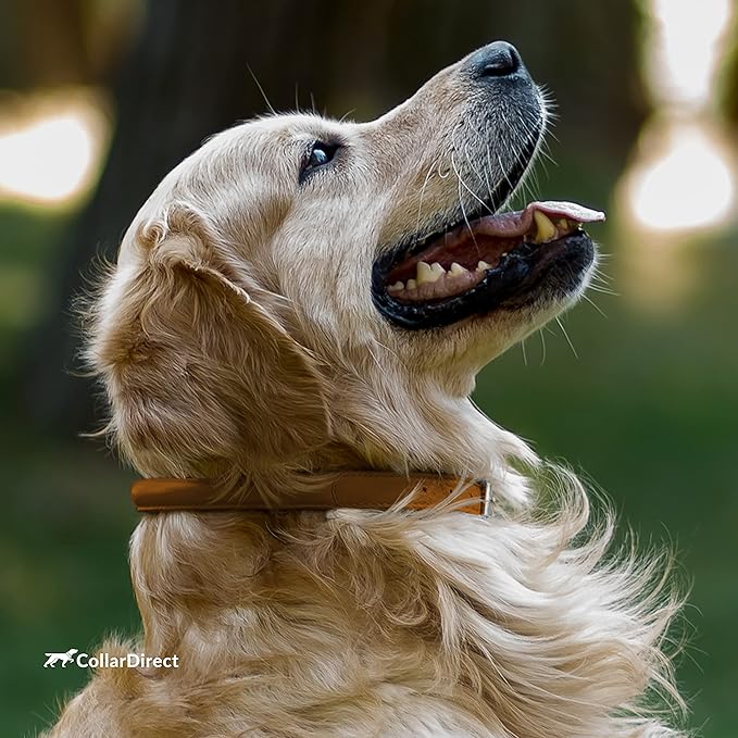 CollarDirect Rolled Leather Dog Collar, Soft Padded Round Puppy Collar, Handmade Genuine Leather Collar Dog Small Large Cat Collars Black Pink Red Purple Blue (Fits 16"-20" Neck, Brown)
