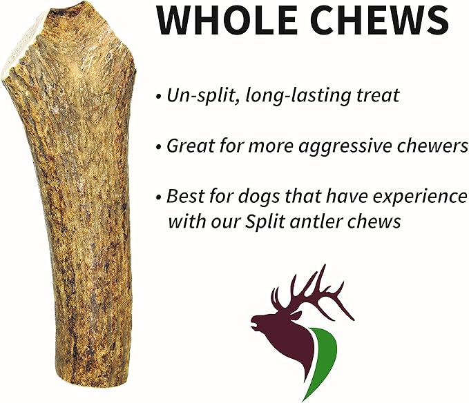 Large Whole Single Pack (for 35-65 lb Dogs) Premium Grade Elk Antler for Dogs (1 Piece) Sourced in The USA