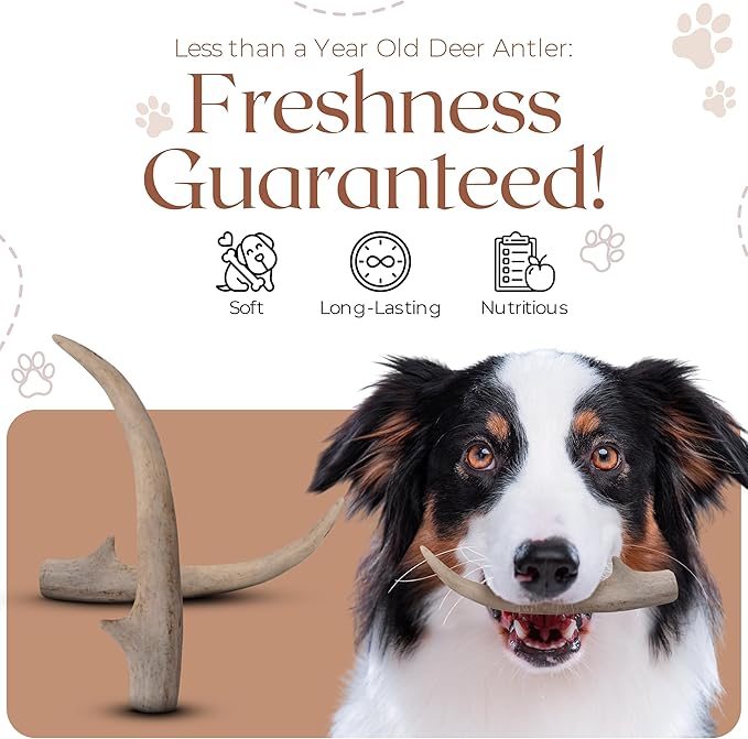Premium White Tail Deer Antler Dog Chews, 100% All Natural, Naturally Shed Antlers, Select Cut to Size, Sanded Smooth, Dog Bones (1 Pack) (Medium)