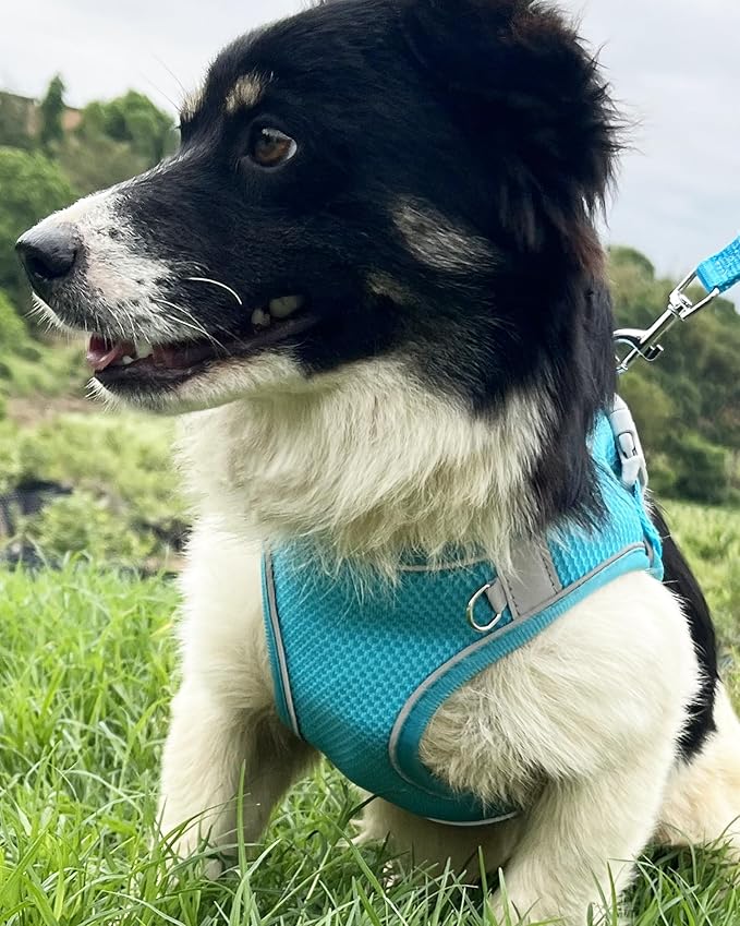 Dog Harness for Small Medium Sized Dog, Step in Puppy Harness and Leash Set Training Walking. (Blue, S)