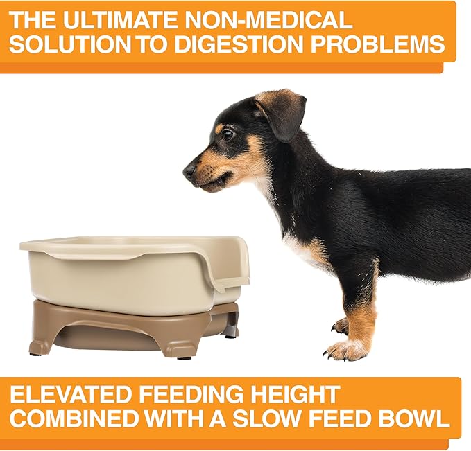 Neater Feeder Express Mess Proof Dog Bowls Elevated for Small Breeds Under 15 Lb, Made in USA, No Spill Raised Dog Food Bowl Stand, Stainless Steel Slow Feed and Standard Water Bowl Set, Cappuccino