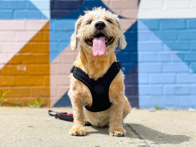 Gooby Escape Free Sport Harness - Black, Large - No Choke Step-in Patented Neoprene Small Dog Harness with Four-Point Adjustment - Perfect on The Go Dog Harness for Medium Dogs No Pull and Small Dogs