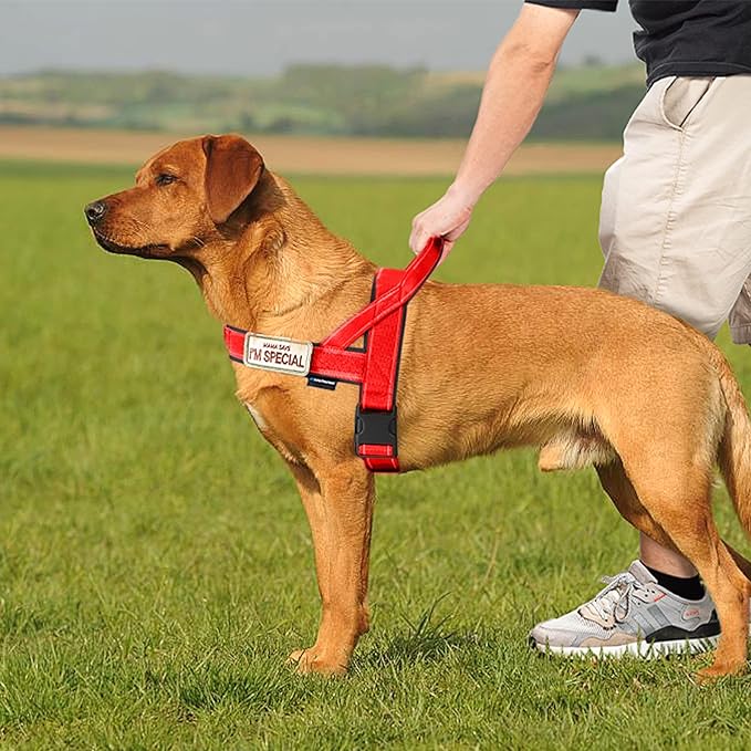 Annchwool No Pull Dog Harness with Soft Padded Handle,Reflective Strip Escape Proof and Quick Fit to Adjust Dog Harness,Easy for Training Walking for Small & Medium and Large Dogs(Red,M)