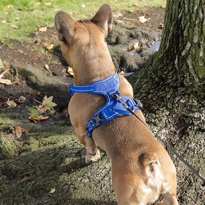 Voyager Dog Harness Dual Leash Attachment No-Pull Control Adjustable Soft but Strong Pet Harness for Medium and Large Dogs with 3M Reflective Technology, Royal Blue Lattice Nylon, S (Chest: 16-20")