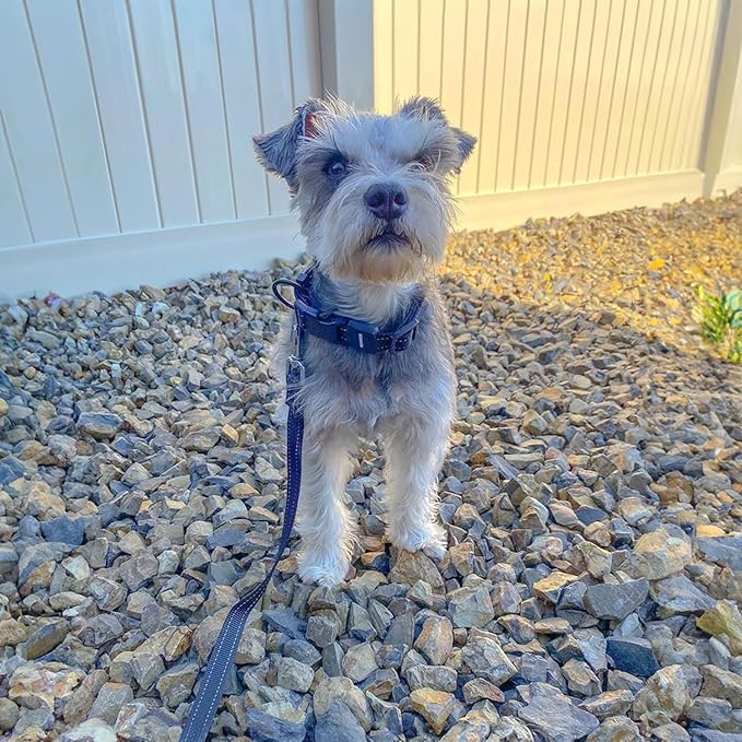 Best Pet Supplies Voyager Reflective Dog Leash or Collar with Neoprene Handle, for Small, Medium, and Large Breed Puppies, Cute and Heavy Duty for Walking, Running and Training - Blue Leash, L