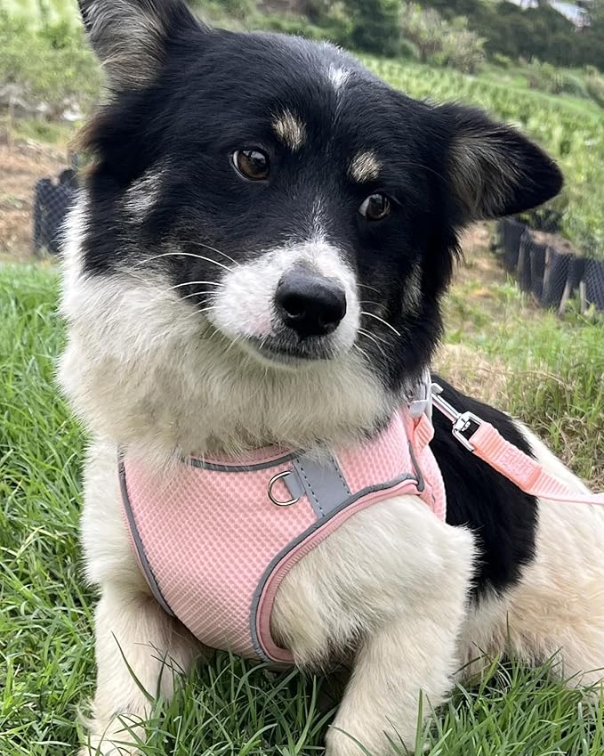Dog Harness for Small Medium Sized Dog, Step in Puppy Harness and Leash Set Training Walking. (Peach, XS)