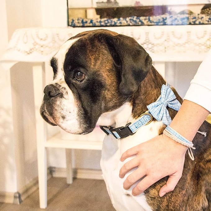 Pettsie Dog Bow Tie Collar with Matching Friendship Bracelet – Adjustable, Durable Hemp & Soft Cotton, Stylish & Comfortable for Sensitive Skin, Elegant Gift Box, Medium, Blue