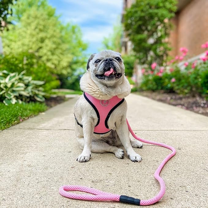 Gooby Mesh Leash - Red, 4 FT - Breathable Mesh 4 Foot Leash for Small Dogs with Bolt Snap Clasp - On The Go Dog Leashes for Small, Medium, and Large Dogs