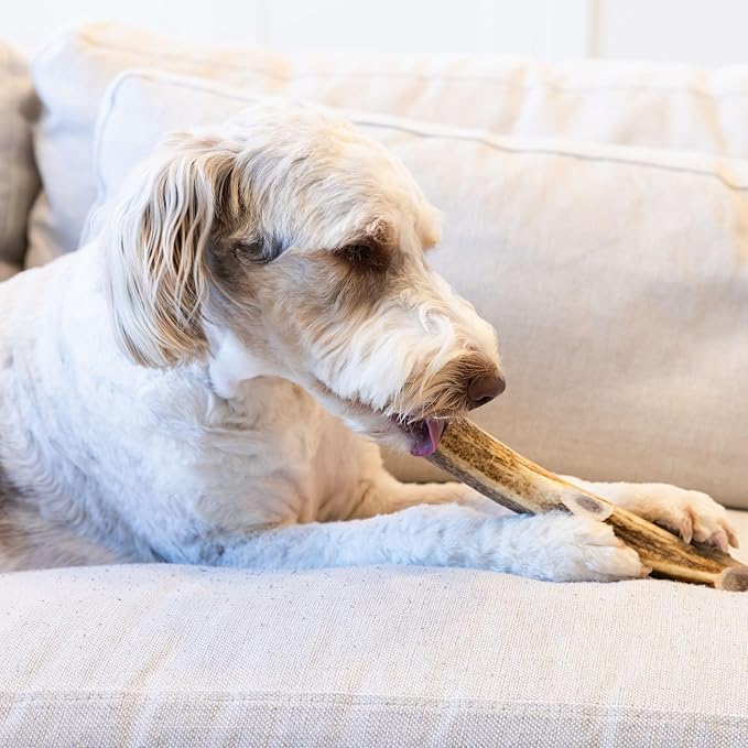 Good Trouble Premium Elk Antlers for Large Dogs – 1 Pack Whole - Shed Antler Chews for Dental Health & Calming - Durable Dog Bones for Aggressive Chewers - Cruelty-Free, North American Sourced