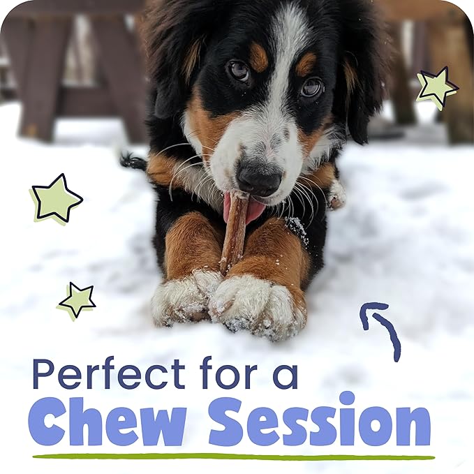 Pawstruck All-Natural 12" Bully Sticks for Dogs - Long Lasting, Rawhide-Free, Low Odor & Grain-Free Dental Chew Treat - Healthy Single Ingredient, 100% Real Beef - 1 lb Bag