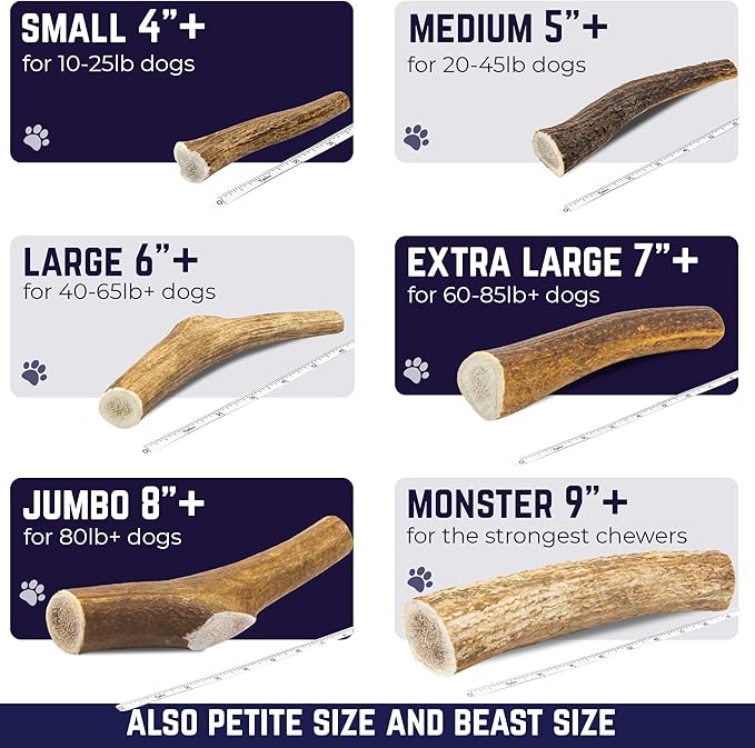 Devil Dog Pet Co. Elk Antlers for Dogs, Small 4"+, 2 Pack, Grade A Long Lasting Chew for Aggressive Chewers, Premium USA Naturally Shed Antler – Healthy, No Odor, Durable Dog Chew