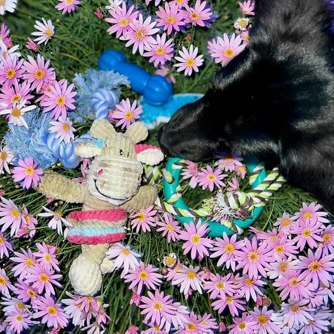 rocket & rex Dog Chew Toy Set for Small to Medium Breeds, Includes All Natural Rubber, Cotton, Ball & Rope Toys, Ideal Puppy Chew Toys for Teething, Reduces Destructive Chewing & Anxiety (Pack of 6)