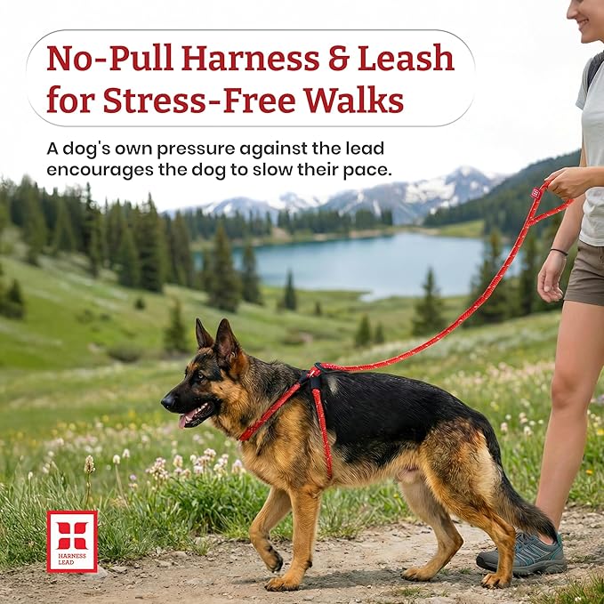 Harness Lead No Pull Dog Harness and Leash Set, Anti Pull Dog Harness for All Breeds and Sizes, One-Piece Cushioned Rope Design Safely Prevents Escaping and Pulling (Medium/Large, Orange/Reflective)