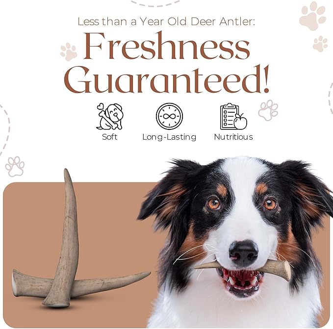 Premium White Tail Deer Antler Dog Chews, 100% All Natural, Naturally Shed Antlers, Select Cut to Size, Sanded Smooth, Dog Bones (1 Pack) (Small)