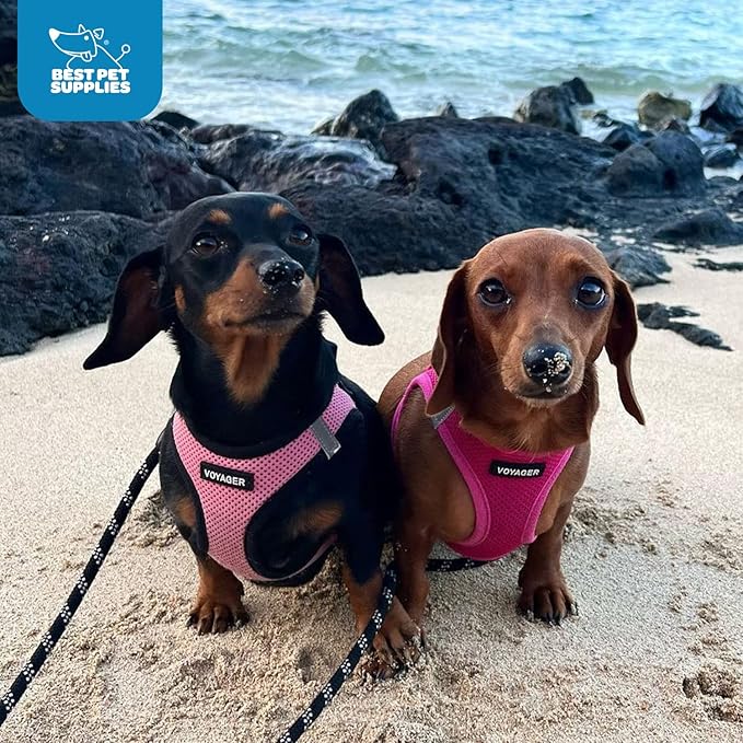 Best Pet Supplies Voyager Step-in Air Harness - All Weather Mesh, Reflective, No Pull Harness for Dogs, Cats - Secure with Hook & Loop Fastener, Buckle, Double D-Rings - Fuchsia, S