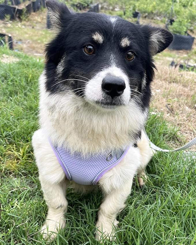 Dog Harness for Small Medium Sized Dog, Step in Puppy Harness and Leash Set Training Walking. (Purple, L)