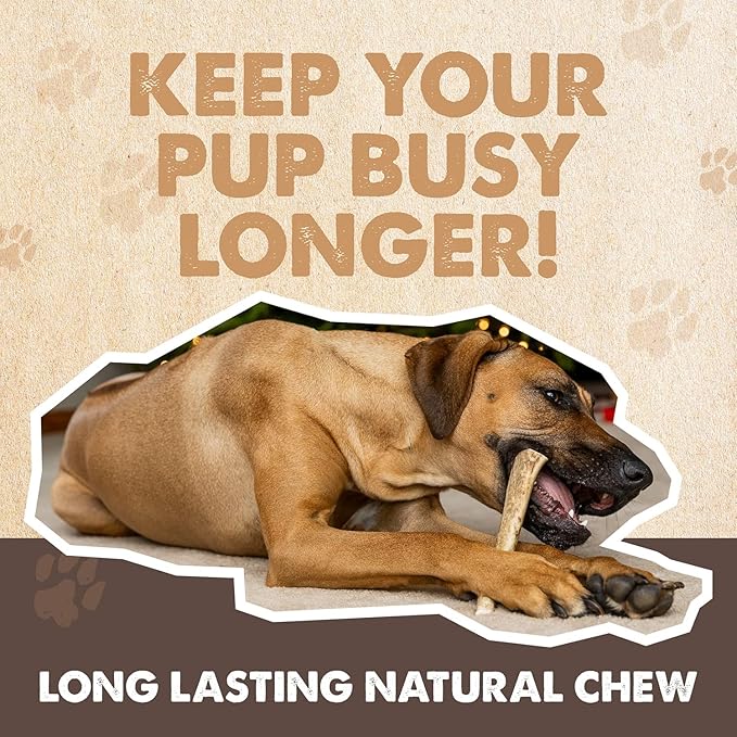 Mighty Paw Split Elk Antlers for Dogs (Sourced in The USA) | 1 Whole Monster 8"+ Long Lasting Bones for Aggressive Chewers - Naturally Shed Split Deer Antler for Dogs - Low Odor Chews (Pack of 1)