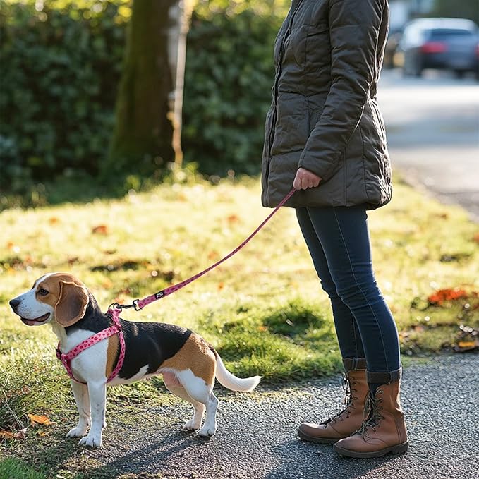 QQPETS Dog Harness Leash Set Adjustable Heavy Duty No Pull Halter Harnesses for Small Medium Large Breed Dogs Back Clip Anti-Twist Perfect for Walking
