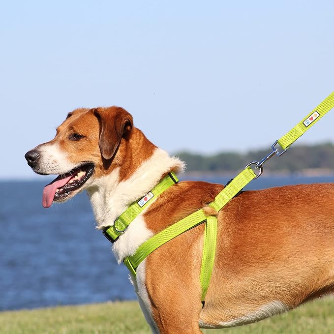 Pawtitas Reflective Step-in Dog Harness – Adjustable No-Pull Vest for Puppies to Seniors, Safe & Comfortable, S Teal