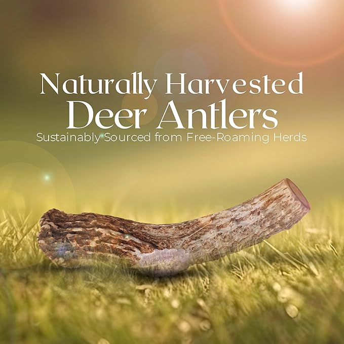 Premium White Tail Deer Antler Dog Chews, 100% All Natural, Naturally Shed Antlers, Select Cut to Size, Sanded Smooth, Dog Bones (1 Pack) (Large)