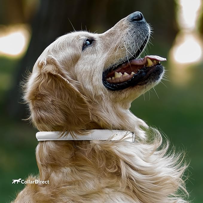 CollarDirect Rolled Leather Dog Collar, Soft Padded Round Puppy Collar, Handmade Genuine Leather Collar Dog Small Large Cat Collars 13 Colors (18-22 Inch, Beige Textured)