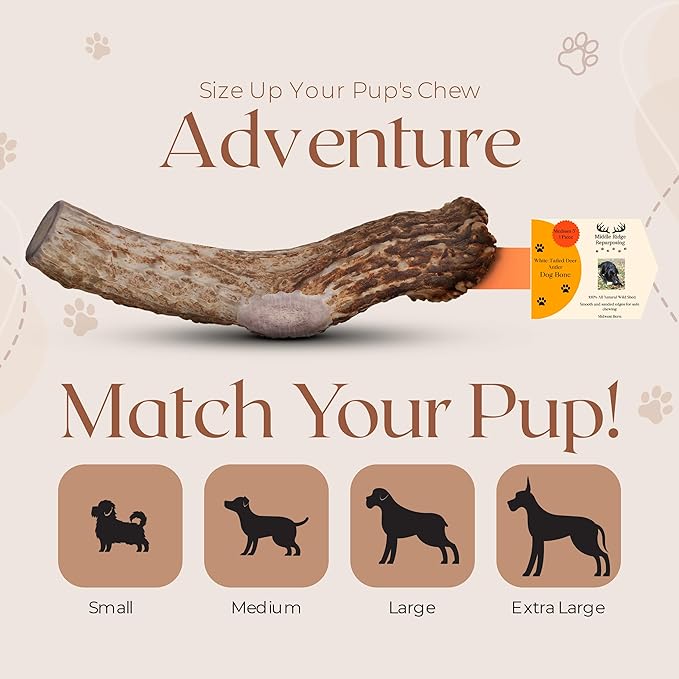 Premium White Tail Deer Antler Dog Chews, 100% All Natural, Naturally Shed Antlers, Select Cut to Size, Sanded Smooth, Dog Bones (3 Pack) (Large)