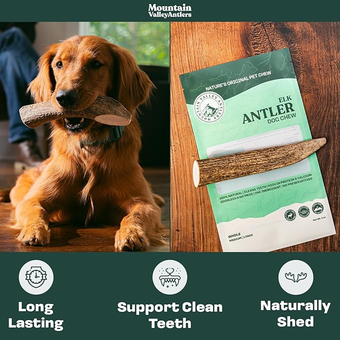 Mountain Valley Elk Antlers for Dogs - 100% Natural & Organic Chew for Aggressive Chewers, No Odor, No Mess, Long Lasting - Wild-Foraged Naturally Shed Antlers in USA - Grade A, Whole Medium (1 Pack)
