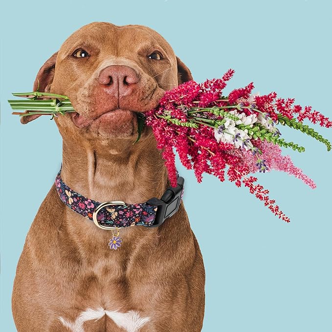 Faygarsle Cotton Designer Dogs Collar Cute Flower Dog Collars for Girl Female Small Medium Large Dogs with Purple Flower Charms XS