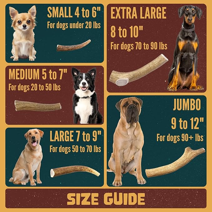 Tails & Tales Whole Elk Antler for Dogs Small 4-6" Long-Lasting & Durable Dog Bones for Aggressive Chewers or Teething Puppies No Additives, Premium Grade A, Naturally Shed in USA