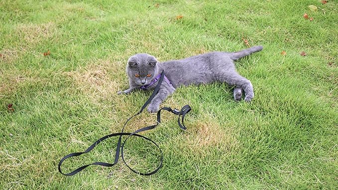 AMAGOOD 6 FT Cat Leash, Strong and Durable Traditional Style Leash with Easy to Use Collar Hook,Cat Lead Great for Cats (3/8 in x 6 ft,Black and Red(2-Pack))