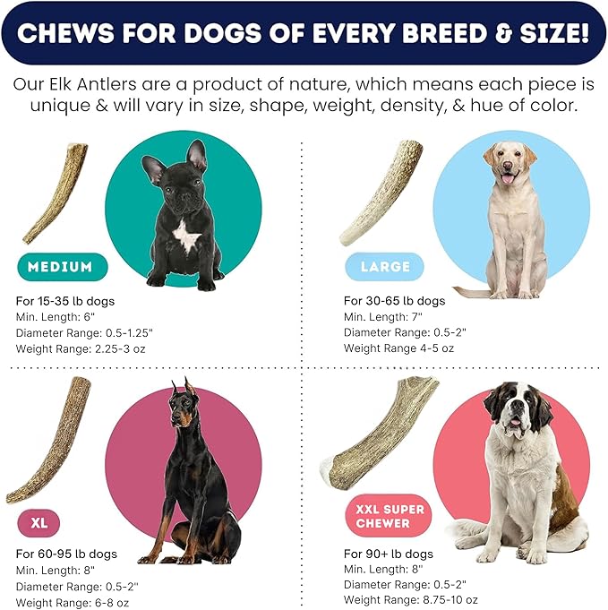 Onward Hound Elk Antlers for Dogs, 8"+ XL 1-Pack, Grade A Long Lasting Chew for Aggressive Chewers, Premium USA Naturally Shed Antler - Healthy, No Odor, Durable Dog Chew for 60-95lb Breeds