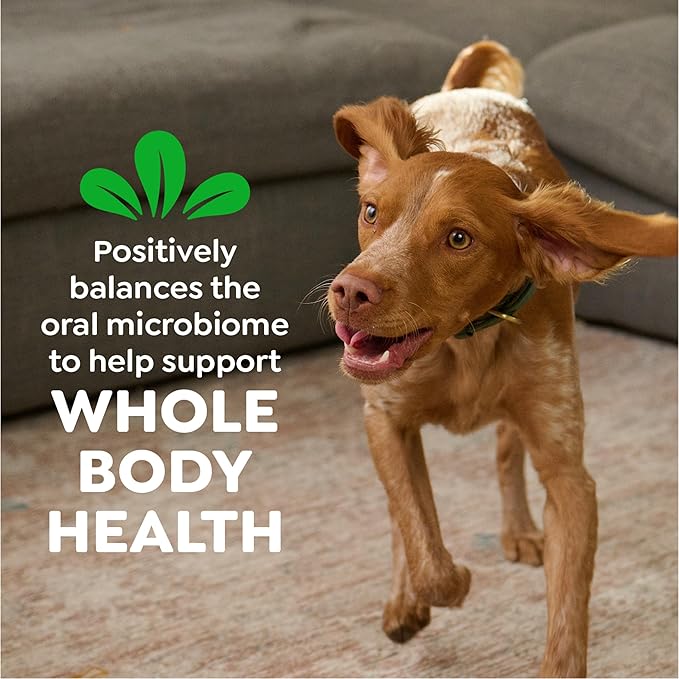 Greenies Veterinarian-Recommended Adult Natural Dental Dog Treats Petite Size, Dog Dental Chews, Original Flavor, 54 oz. Pack, 90 Count
