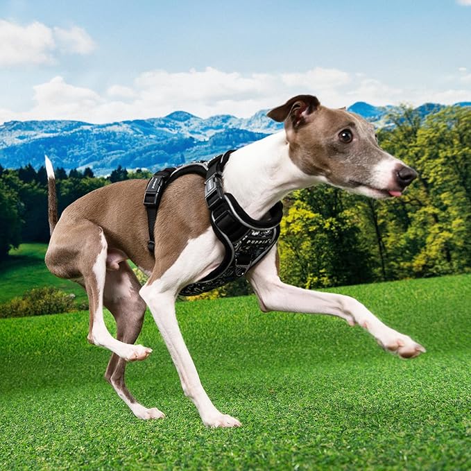 Puppia Cynthia Dog Harness H Sturdy Adjustable Neck and Chest Reflective Flower Pattern Front and Back D-Ring for Small and Medium Dogs, Black, Medium