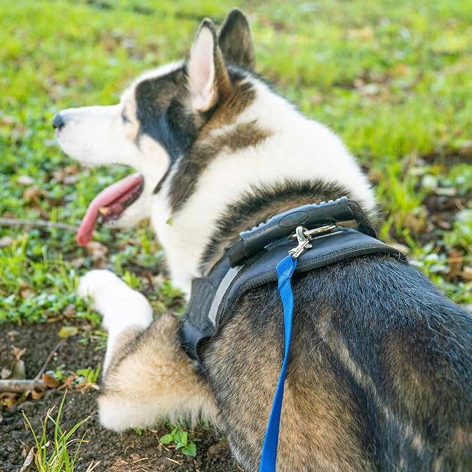 Hi Kiss Dog/Puppy Obedience Recall Training Agility Lead - 15ft 20ft 30ft 50ft 100ft Training Leash - Great for Play, Camping, or Backyard - Black 20ft