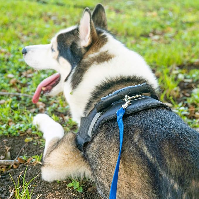 Hi Kiss Dog/Puppy Obedience Recall Training Agility Lead - 15ft 20ft 30ft 50ft 100ft Training Leash - Great for Training, Play, Camping, or Backyard (100 Feet, Green)