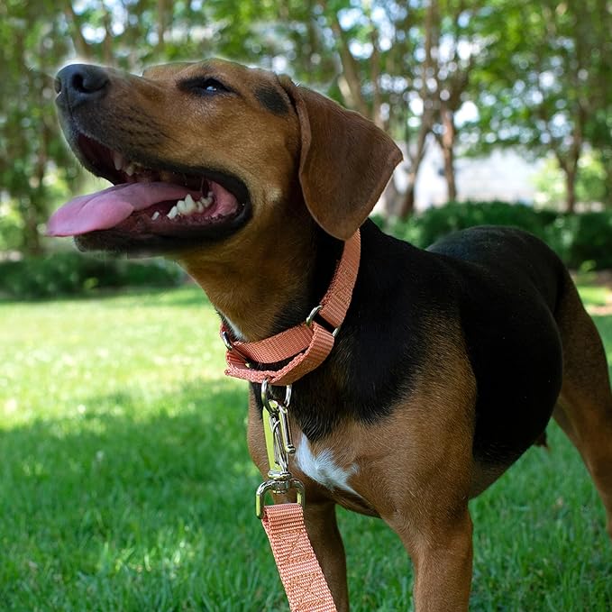 Country Brook Petz - Martingale Dog Collar - Heavy-Duty Training Collar with No Buckle - Service Dog Collar for All Pups - 10+ Warm Colors (Mango, 3/4 Inch, Small)
