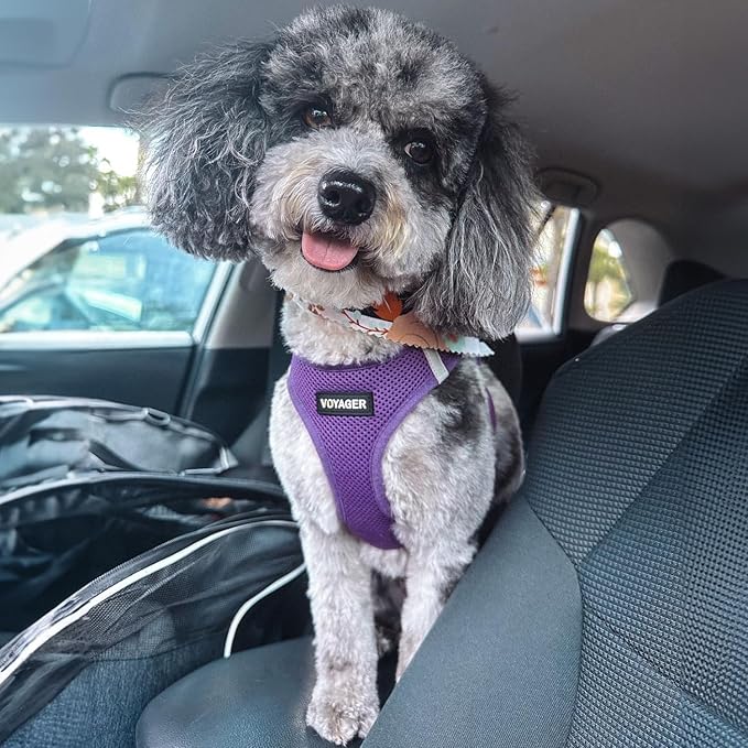 Best Pet Supplies Voyager Step-in Air Harness - All Weather Mesh, Reflective, No Pull Harness for Dogs, Cats - Secure with Hook & Loop Fastener, Buckle, Double D-Rings - Purple, XXXS