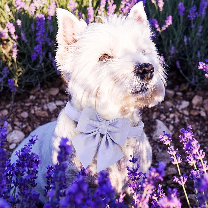 Maca Bates Violet Dog Collar with Cute Lavender Solid Sailor Bow Tie,Extra Small Girl Boy Dogs,Girly Adjustbale Durable Breakaway Soft Collars with Bowtie for Female Male Puppy,Pet with Metal Buckle