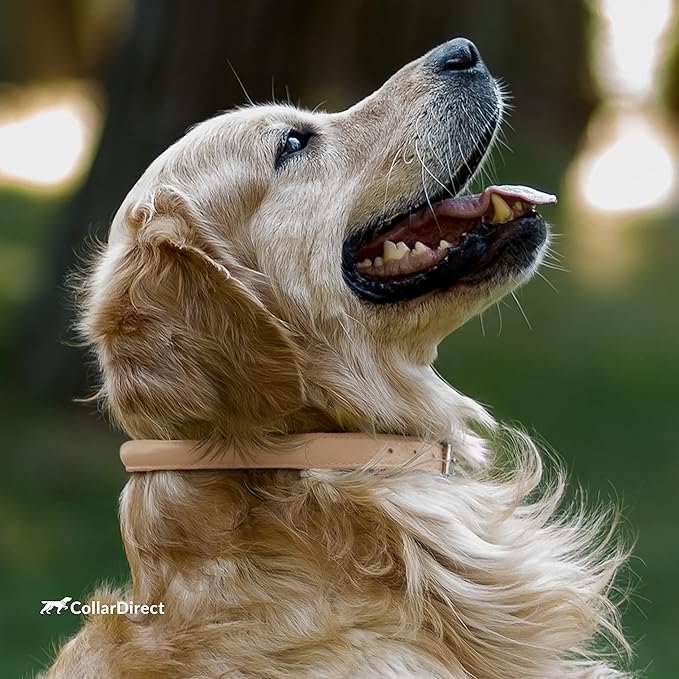 CollarDirect Rolled Leather Dog Collar, Soft Padded Round Puppy Collar, Handmade Genuine Leather Collar Dog Small Large Cat Collars 13 Colors (6-7 Inch, Beige Textured)