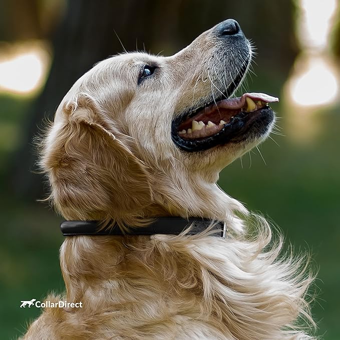 CollarDirect Rolled Leather Dog Collar, Soft Padded Round Puppy Collar, Handmade Genuine Leather Collar Dog Small Large Cat Collars 13 Colors (13-16 Inch, Black Textured)