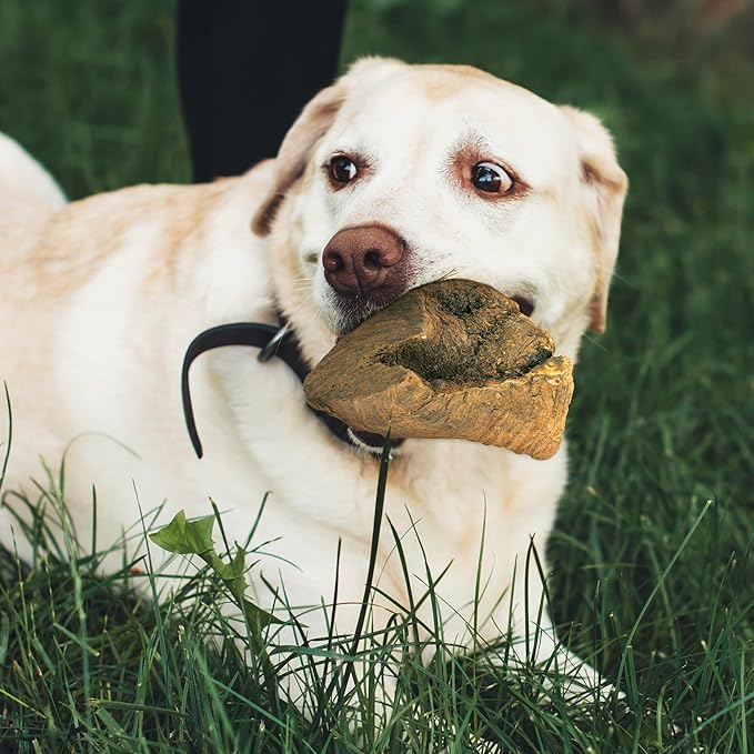 Wildfang® Briar Wood Chewing Root, Large - Splinter Free Wood Dog Chew Toys for Aggressive Chewer, Odorless Natural Teething Toys Dogs Dental Health, Healthy Gums (for Dogs 55-99 lbs), Pack of 1