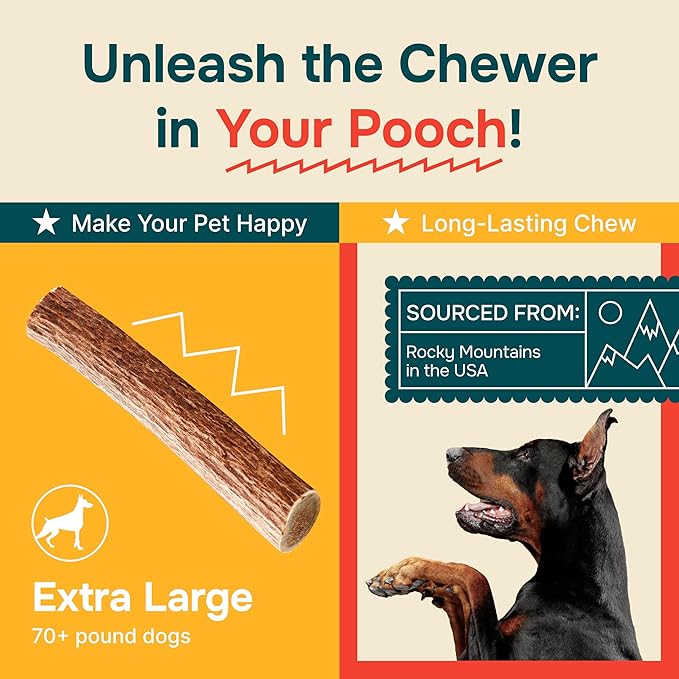 100% Natural - Antlers For Dogs - Elk Antlers for Very Large Dogs - Naturally Shed in USA - Grade A Dog Antler Chews - Dog Chews - Natural, Long-Lasting Treats for Aggressive Chewers - Extra Large