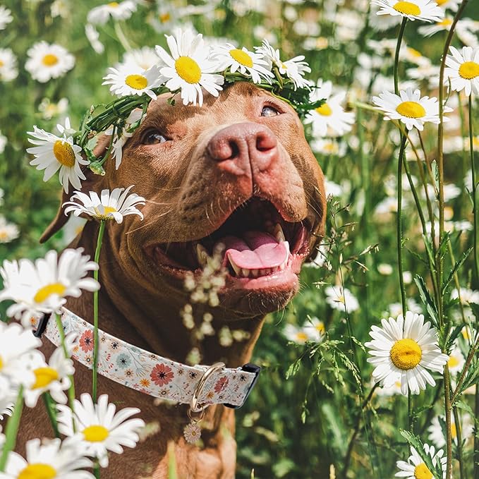 Faygarsle Cotton Designer Dogs Collar Cute Flower Dog Collars for Girl Female Small Medium Large Dogs with Flower Charms L