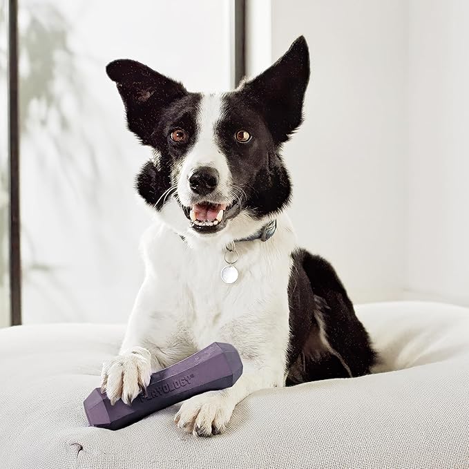 Playology Dog Toys | Durable Squeaky Chew Stick for Dogs | Jumbo Bacon Scented Toy - Easy to Clean and Made from Non Toxic Materials