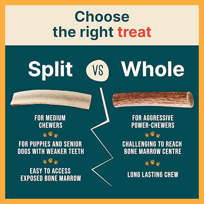 100% Natural - Antlers For Dogs - Elk Antlers for Very Large Dogs - Naturally Shed in USA - Grade A Dog Antler Chews - Dog Chews - Natural, Long-Lasting Treats for Aggressive Chewers - Extra Large