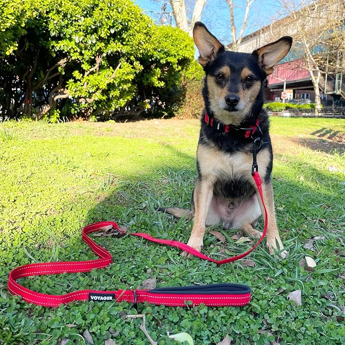 Best Pet Supplies Voyager Reflective Dog Leash or Collar with Neoprene Handle, for Small, Medium, and Large Breed Puppies, Cute and Heavy Duty for Walking, Running and Training - Red (Leash), S
