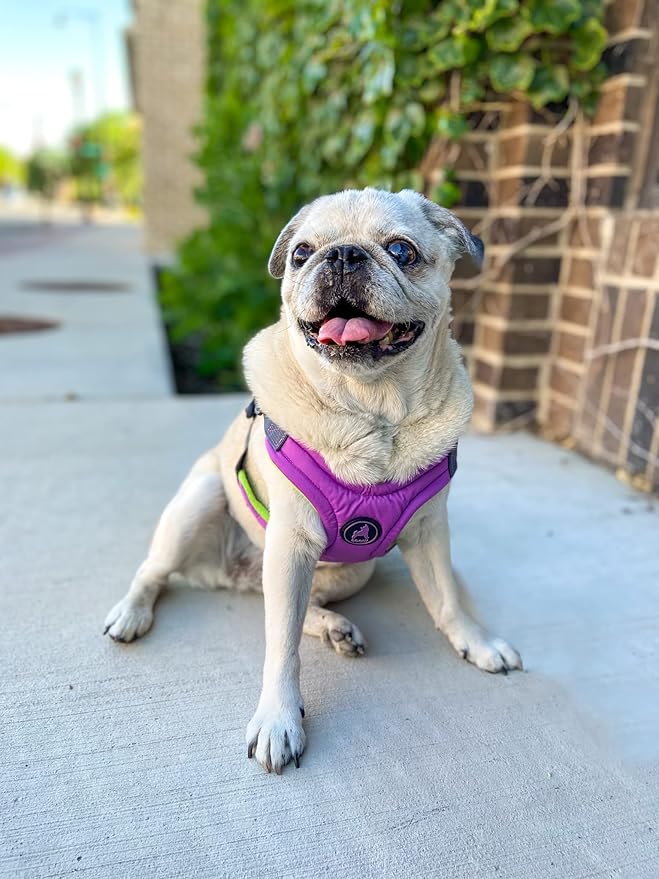 Gooby Escape Free Memory Foam Harness - Purple, Medium - No Pull Step-in Small Dog Harness with Four Point Adjustment - Perfect on The Go Dog Harness for Medium Dogs No Pull and Small Dogs