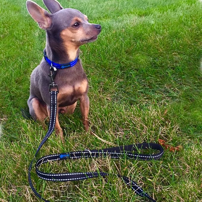 Max and Neo Small Dog Reflective Nylon Leash - Donate a Leash to Dog Rescue for Each Sold (Black, 4x5/8)