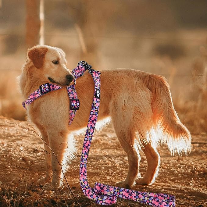QQPETS Dog Harness Leash Set Adjustable Heavy Duty No Pull Halter Harnesses for Small Medium Large Breed Dogs Back Clip Anti-Twist Perfect for Walking