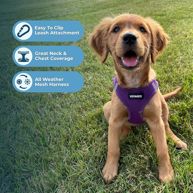 Best Pet Supplies Voyager Step-in Air Harness - All Weather Mesh, Reflective, No Pull Harness for Dogs, Cats - Secure with Hook & Loop Fastener, Buckle, Double D-Rings - Purple, XXXS